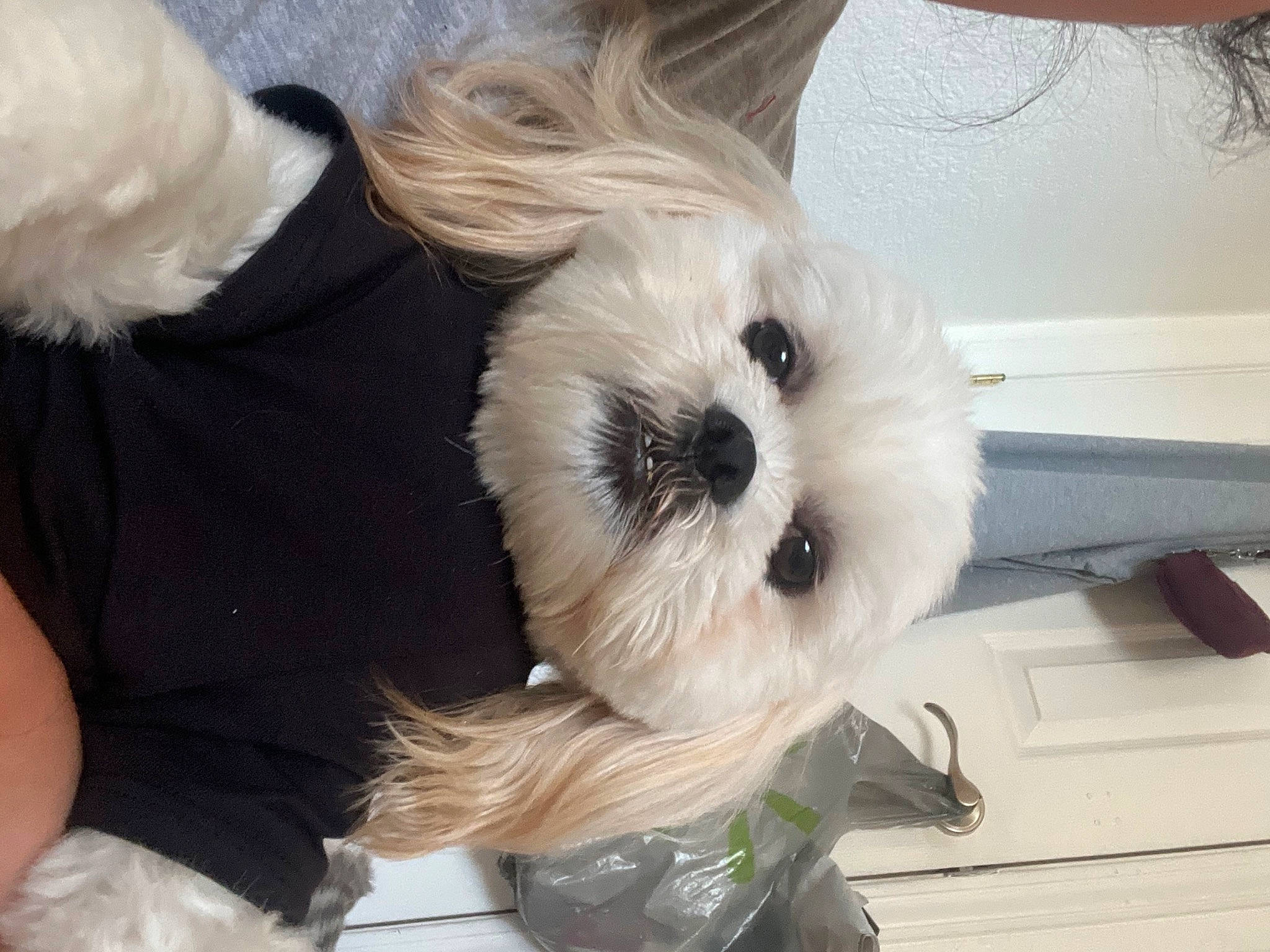 Buddy joined the competition — help win amazing prizes! canidae, carnivore, collar, companion_dog, dog, dog_breed, dog_clothes, dog_supply, event, fawn, fur, puppy, small_terrier, sporting_group, tail, terrier, toy, toy_dog, whiskers, working_animal