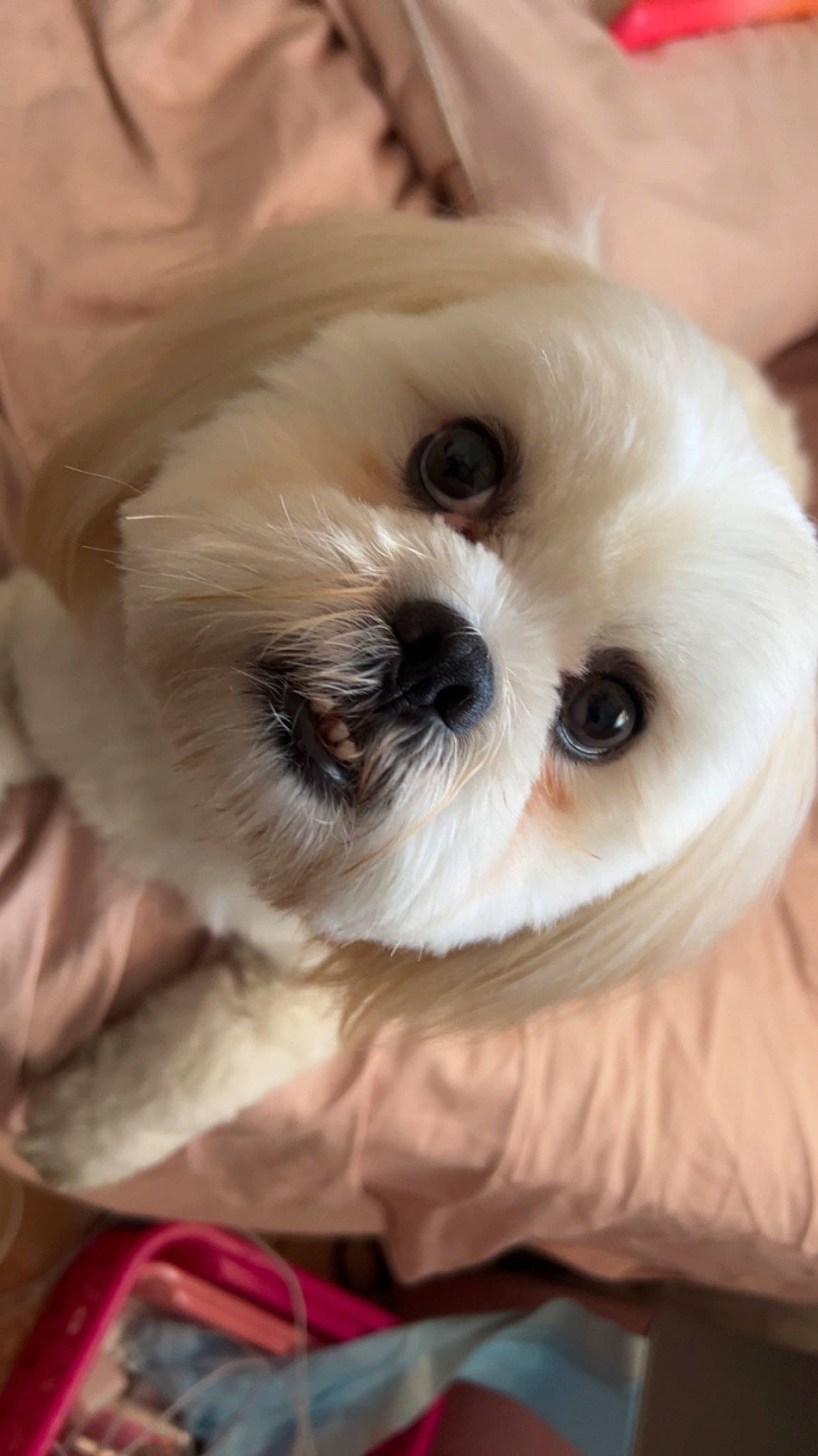 Buddy joined the competition — help win amazing prizes! bichon, canidae, carnivore, comfort, companion_dog, dog, dog_breed, fawn, fur, mal_shi, maltepoo, non_sporting_group, puppy, shih_tzu, small_terrier, snout, sporting_group, terrestrial_animal, toy_dog, working_animal