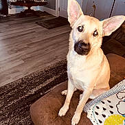Nikita joined the competition — help win amazing prizes! dog, living_room, couch, brown, wooden_floor, rug, table, decor, home_sign, door, ears, pet, indoor, curious, sitting, furniture, animal, light_tan, cozy, head_tilt