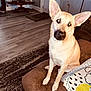 dog, living_room, couch, brown, wooden_floor, rug, table, decor, home_sign, door, ears, pet, indoor, curious, sitting, furniture, animal, light_tan, cozy, head_tilt