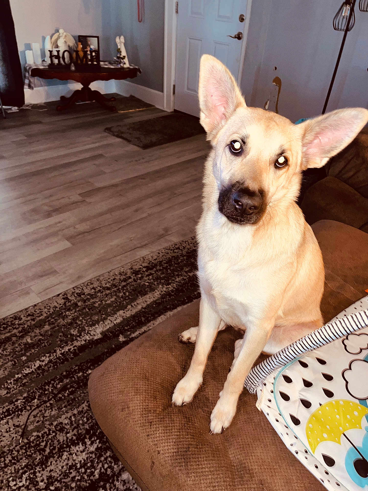 Nikita joined the competition — help win amazing prizes! dog, living_room, couch, brown, wooden_floor, rug, table, decor, home_sign, door, ears, pet, indoor, curious, sitting, furniture, animal, light_tan, cozy, head_tilt