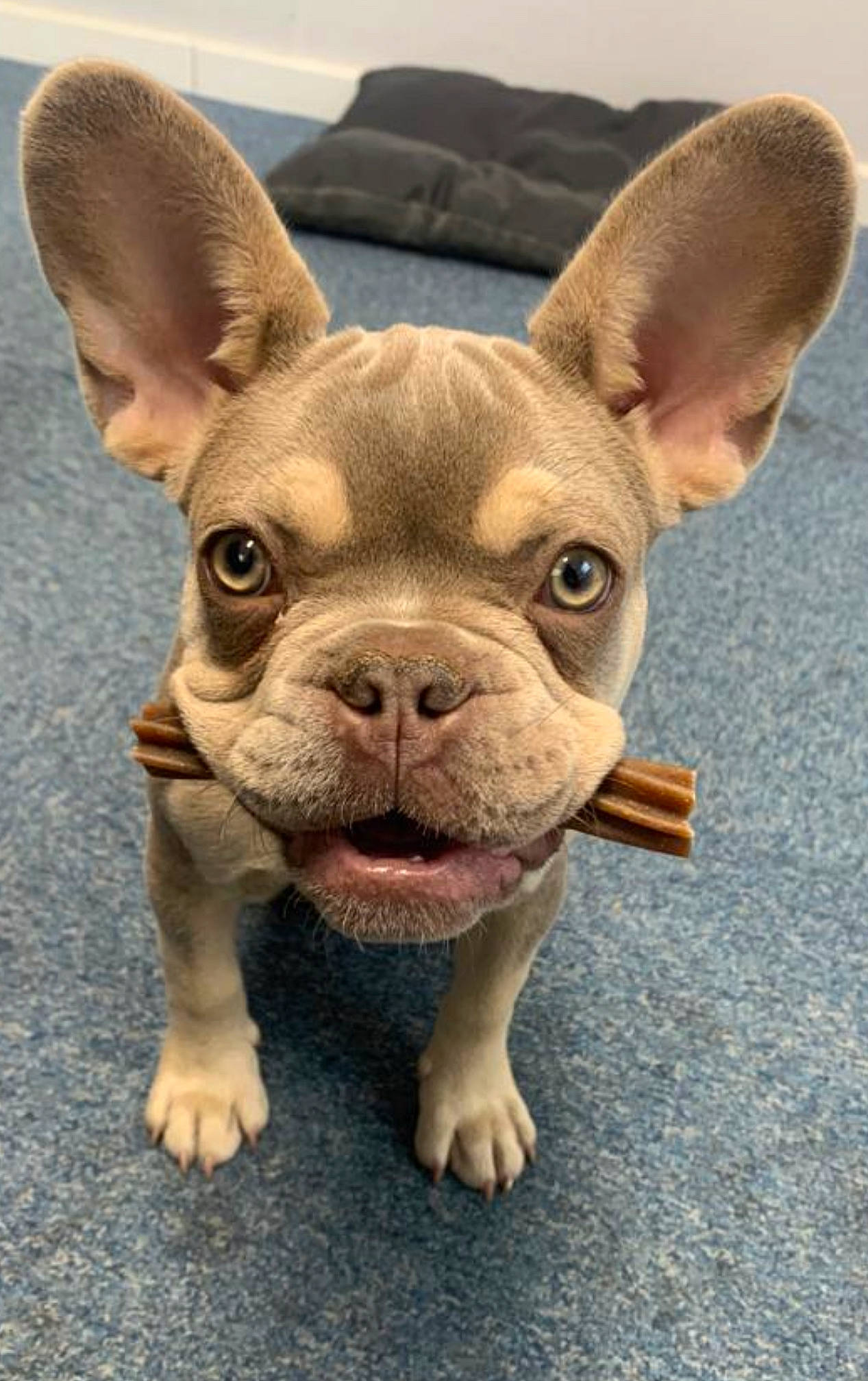Ajax joined the competition — help win amazing prizes! bulldog, canidae, carnivore, close_up, companion_dog, dog, dog_breed, ear, eye, fawn, grass, liver, non_sporting_group, snout, sporting_group, terrestrial_animal, toy_dog, whiskers, working_animal, wrinkle