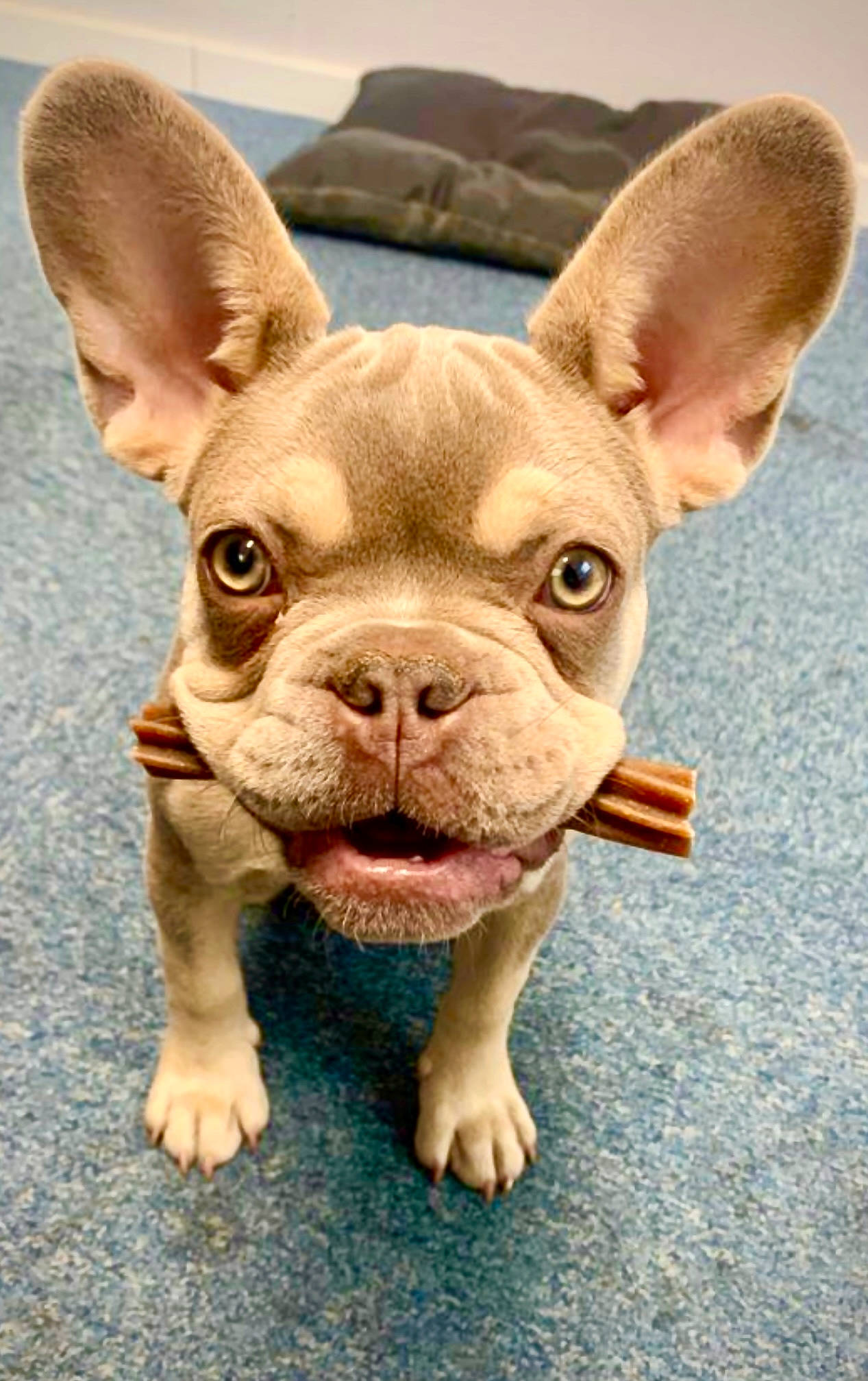 Ajax joined the competition — help win amazing prizes! bulldog, canidae, carnivore, close_up, companion_dog, dog, dog_breed, ear, eye, fawn, grass, liver, snout, sporting_group, terrestrial_animal, toy_dog, whiskers, wood, working_animal, wrinkle