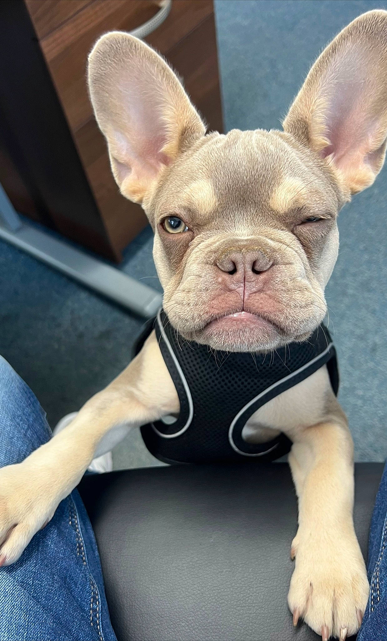 Ajax joined the competition — help win amazing prizes! canidae, carnivore, comfort, companion_dog, dog_breed, ear, eye, fawn, fur, gesture, head, human_body, jaw, non_sporting_group, snout, terrestrial_animal, toy_dog, vertebrate, whiskers, working_animal