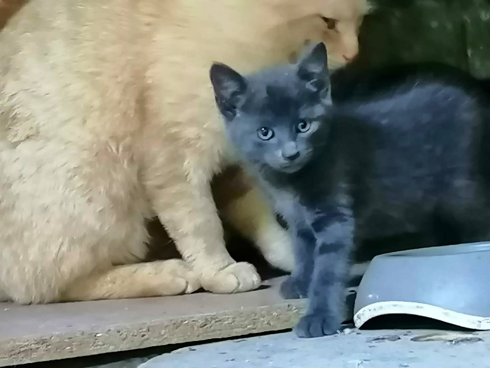 Natsu a rejoint le concours — aidez-le/la à gagner de superbes lots ! carnivore, cat, cat_supply, claw, comfort, domestic_short_haired_cat, eye, fawn, felidae, fur, iris, paw, russian_blue, small_to_medium_sized_cats, snout, tail, terrestrial_animal, thai, whiskers, window