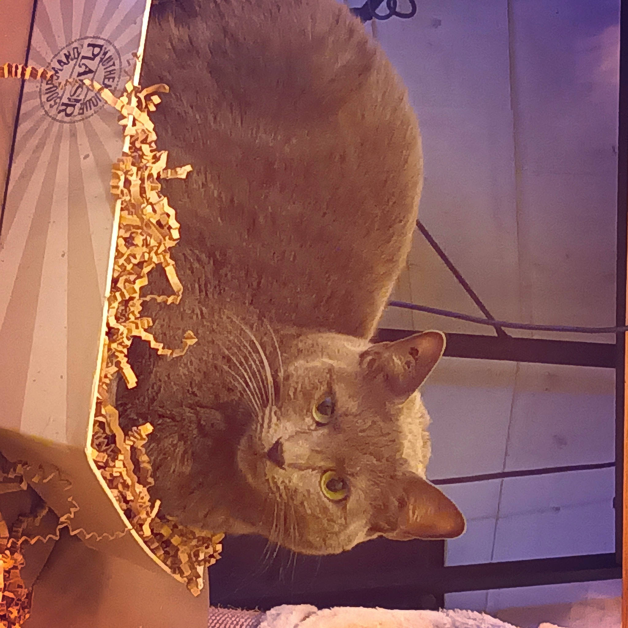 Natsu a rejoint le concours — aidez-le/la à gagner de superbes lots ! art, artifact, carving, cat, domestic_short_haired_cat, fashion_accessory, fawn, felidae, fur, hat, metal, sculpture, small_to_medium_sized_cats, snout, tail, tints_and_shades, tourist_attraction, visual_arts, whiskers, wood