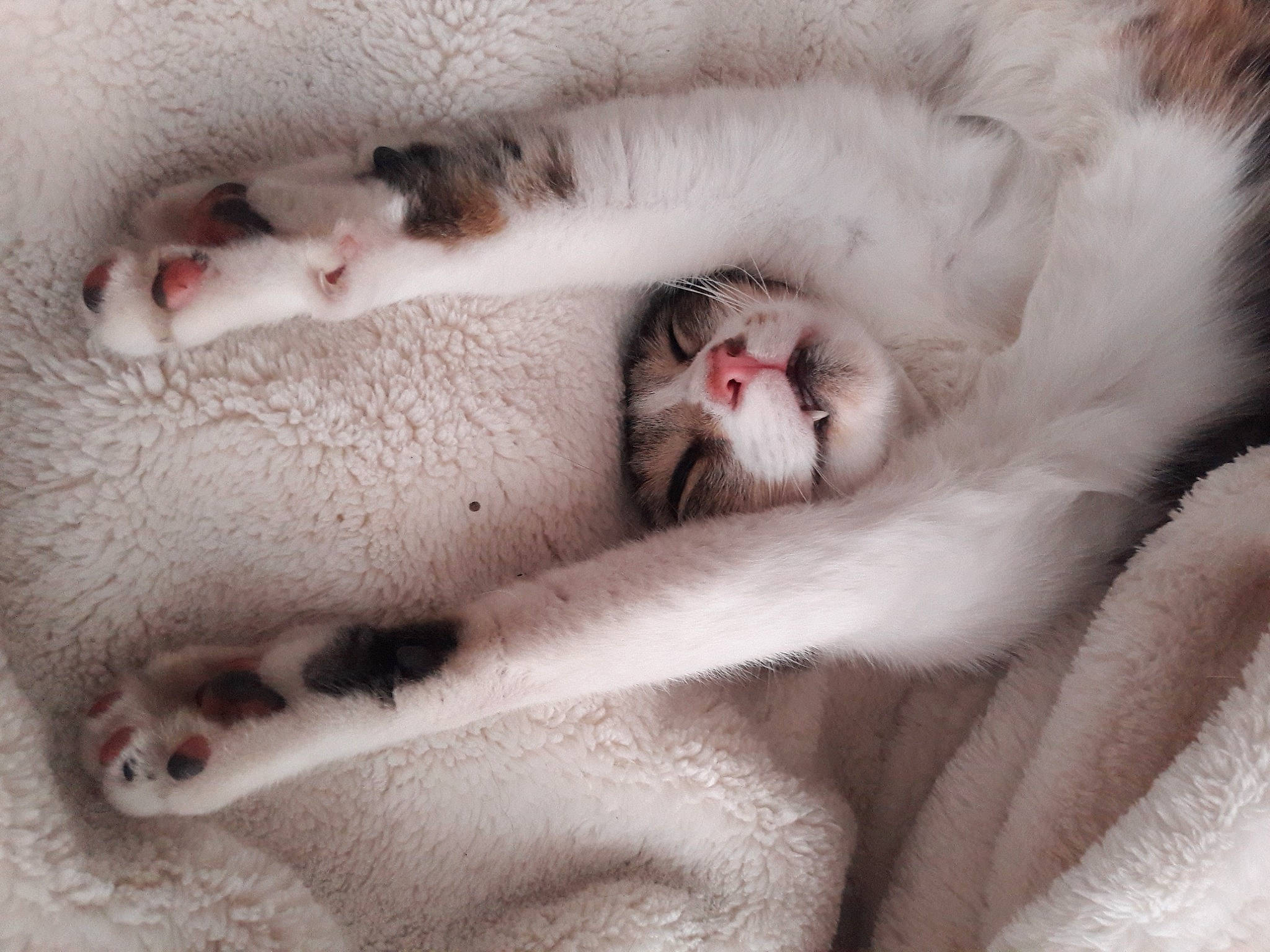 Bidou a rejoint le concours — aidez-le/la à gagner de superbes lots ! carnivore, cat, claw, comfort, domestic_short_haired_cat, felidae, fur, grey, paw, small_to_medium_sized_cats, snout, whiskers