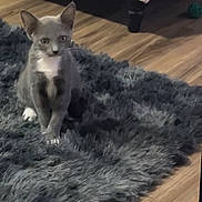 Dominic joined the competition — help win amazing prizes! kitten, cat, gray_cat, white_paws, fluffy_rug, indoor, wooden_floor, pet, animal, curious, young_cat, feline, sitting, fur, ears, whiskers, home, flooring, furniture_leg, cute