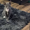 kitten, cat, gray_cat, white_paws, fluffy_rug, indoor, wooden_floor, pet, animal, curious, young_cat, feline, sitting, fur, ears, whiskers, home, flooring, furniture_leg, cute