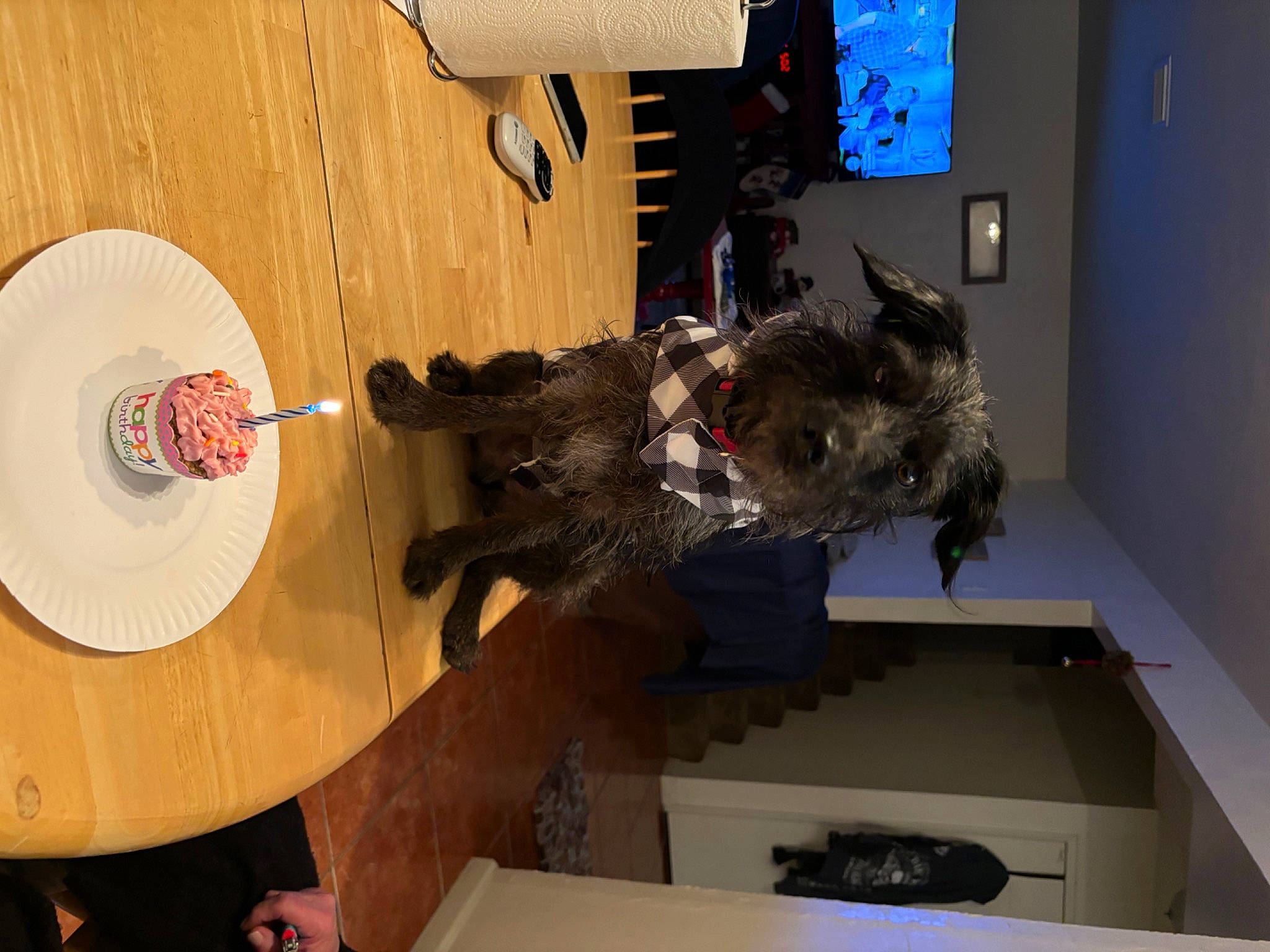 Harley is registered to the contest to win money with this photo: ceiling, circle, drum, fun, fur, hat, idiophone, machine, metal, plywood, propeller, room, space, sun_hat, table, tree, visual_arts, wood