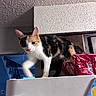cat, calico_cat, indoor, curious, staircase, bag, noodles, refrigerator, white_surface, textured_ceiling, wooden_cabinet, pink_nose, walking, pet, feline, domestic_animal, kitchen, household, animal, curiosity