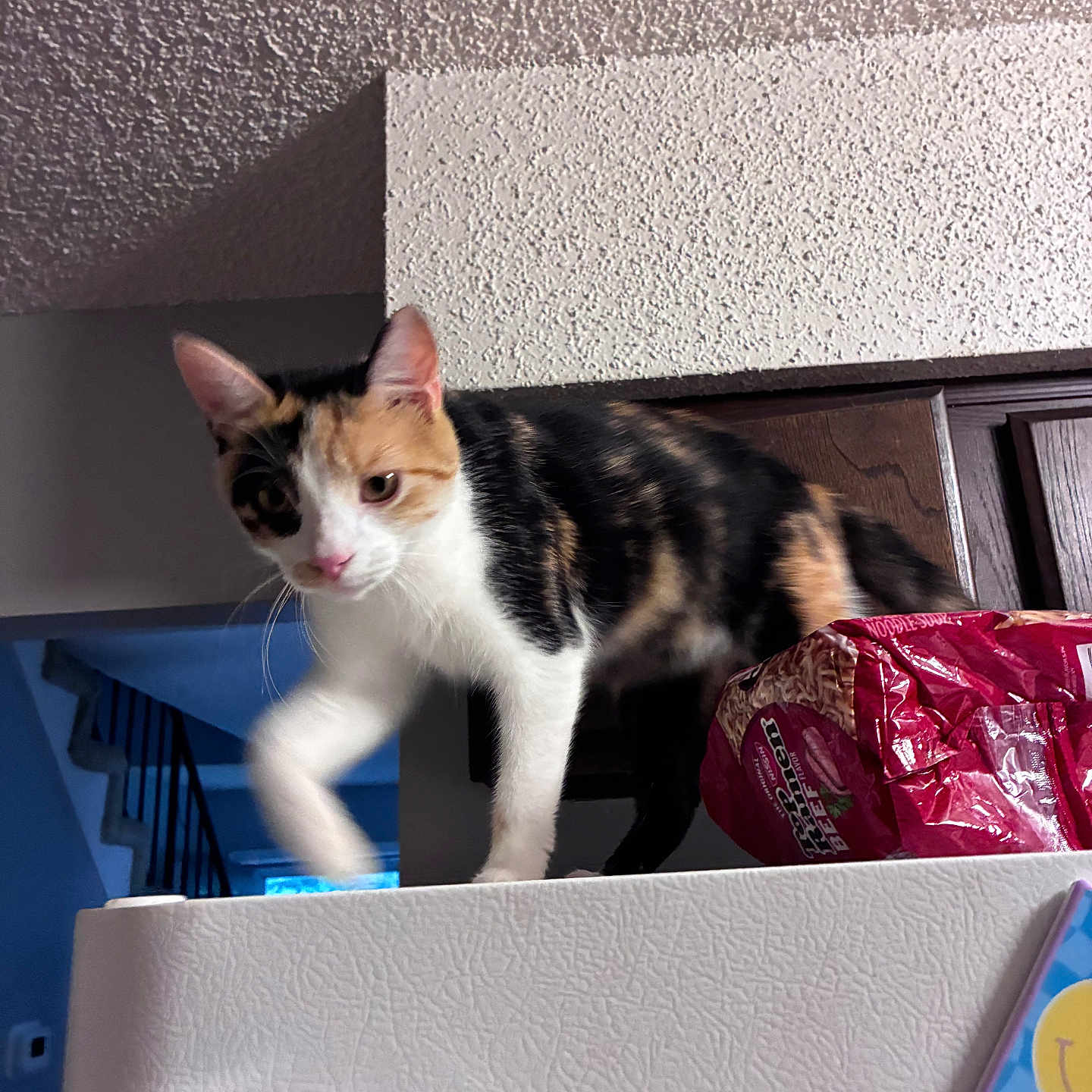 Ruby is registered to the contest to win money with this photo: cat, calico_cat, indoor, curious, staircase, bag, noodles, refrigerator, white_surface, textured_ceiling, wooden_cabinet, pink_nose, walking, pet, feline, domestic_animal, kitchen, household, animal, curiosity