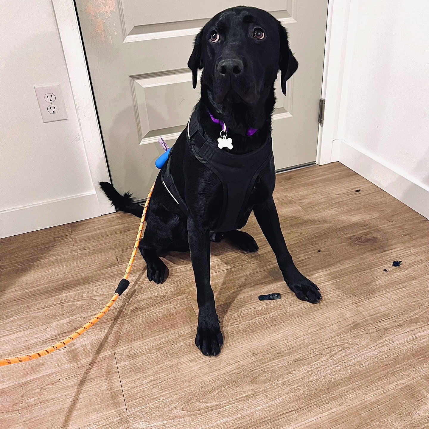Champ is registered to the contest to win money with this photo: accessories, animal, canine, dog, dogbed, hardwood, labradorretriever, leash, person, pet, strap, walkingdog, wood, workingout
