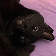 Poe is registered to the contest to win money with this photo: black_cat, cat, pet, animal, feline, whiskers, eyes, close_up, lying_down, purple_blanket, cozy, fur, cute, indoor, resting, sleepy, face, mouth, fang, relaxed