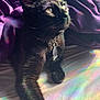 cat, black_cat, pet, animal, bed, blanket, purple, collar, tag, fur, whiskers, prism_light, rainbow_colors, indoor, resting, looking_up, cozy, soft_light, close_up, cute