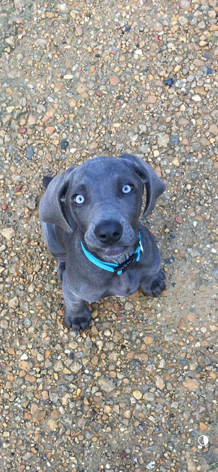 Luna joined the competition — help win amazing prizes! borador, canidae, carnivore, collar, companion_dog, dog, dog_breed, dog_collar, electric_blue, gun_dog, hat, retriever, road_surface, snout, soil, sporting_group, tar, terrestrial_animal, whiskers, working_animal