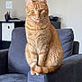 armrest, artwork, calm, cat, couch, cozy, domestic_animal, ears, eyes, feline, furniture, home, indoor, living_room, orange_tabby, pet, sitting, tail, wall, whiskers