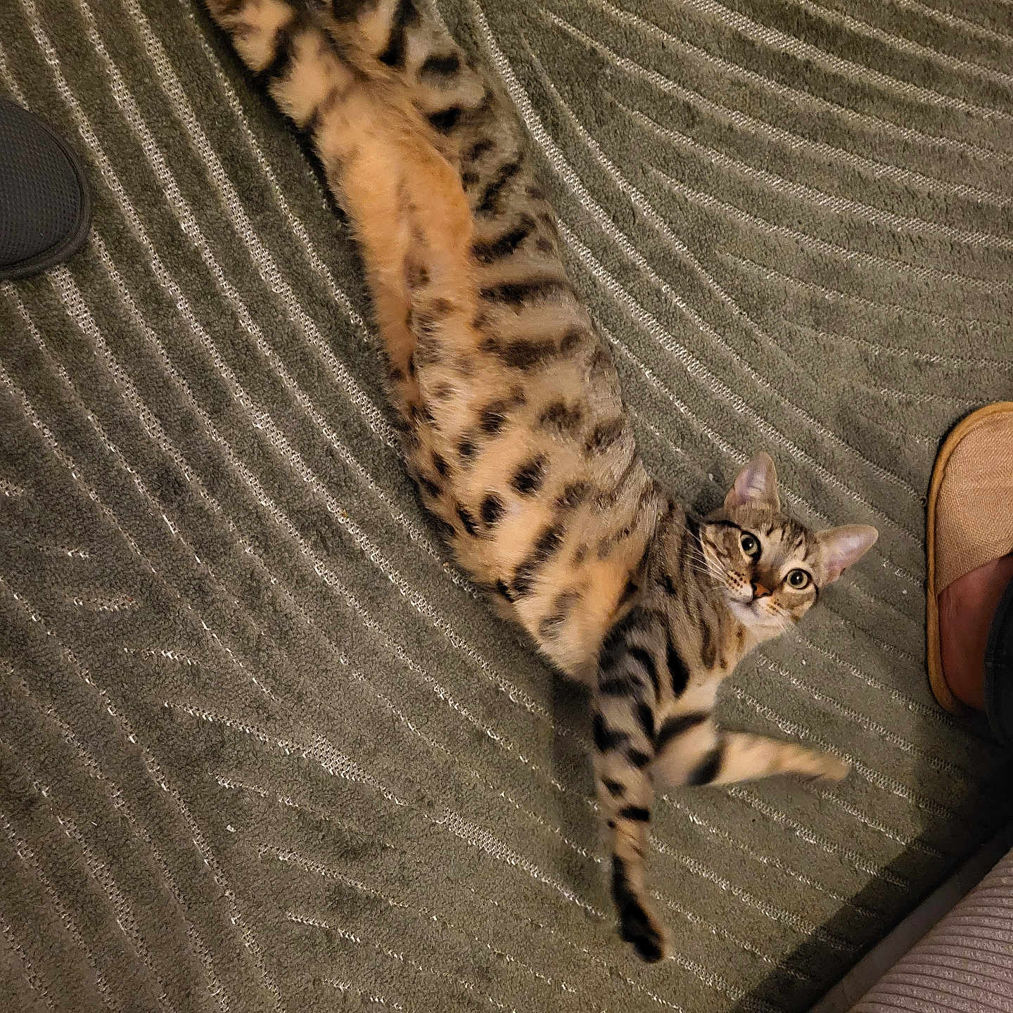 Ramsès participe au concours pour gagner de l'argent avec cette photo : abyssinian, accessories, animal, cat, cheetah, clothing, couch, egyptiancat, footwear, furniture, homedecor, kitten, manx, ocelot, panther, person, pet, sandal, shoe, sleeping