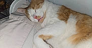 Cheddar joined the competition — help win amazing prizes! cat, sleeping, orange_and_white, pet, indoor, pillow, resting, cozy, fur, whiskers, closed_eyes, cute, domestic_animal, relaxation, mouth_open, container, plastic, treats, animal, nap