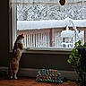 Cheddar is registered to the contest to win money with this photo: animal, cat, cozy, curious, decor, easter, frost, happy_easter_sign, holiday_decoration, indoor, nature_outside, orange_cat, plant, railing, snow, snowy, white_cat, window, winter, wooden_floor