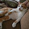 animal, cat, couch, domestic, ears, feline, fur, furniture, home, indoor, nose, orange_and_white_cat, paw, pet, phone, pillow, relaxed, resting, sofa, whiskers