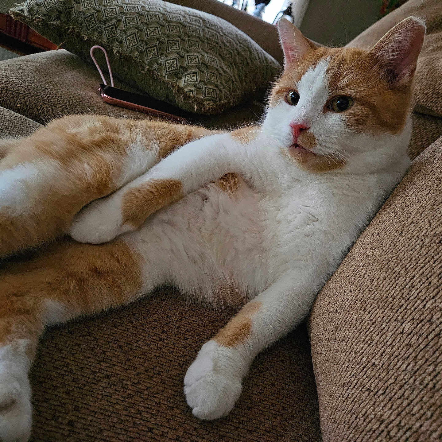 Cheddar