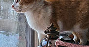 Cheddar is registered to the contest to win money with this photo: blanket, cat, computer_screen, cozy, curious, curtain, decor, electronics, furniture, holiday, indoor, looking_out, monitor, orange_and_white, pet, screen, snow_globe, table, window, work