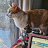 blanket, cat, computer_screen, cozy, curious, curtain, decor, electronics, furniture, holiday, indoor, looking_out, monitor, orange_and_white, pet, screen, snow_globe, table, window, work