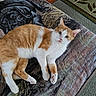 Cheddar joined the competition — help win amazing prizes! animal, blanket, carpet, cat, cozy, curious, cute, domestic, floor, fur, indoor, looking, lying_down, mammal, orange_and_white, paw, pet, relaxed, tiger_print, whiskers
