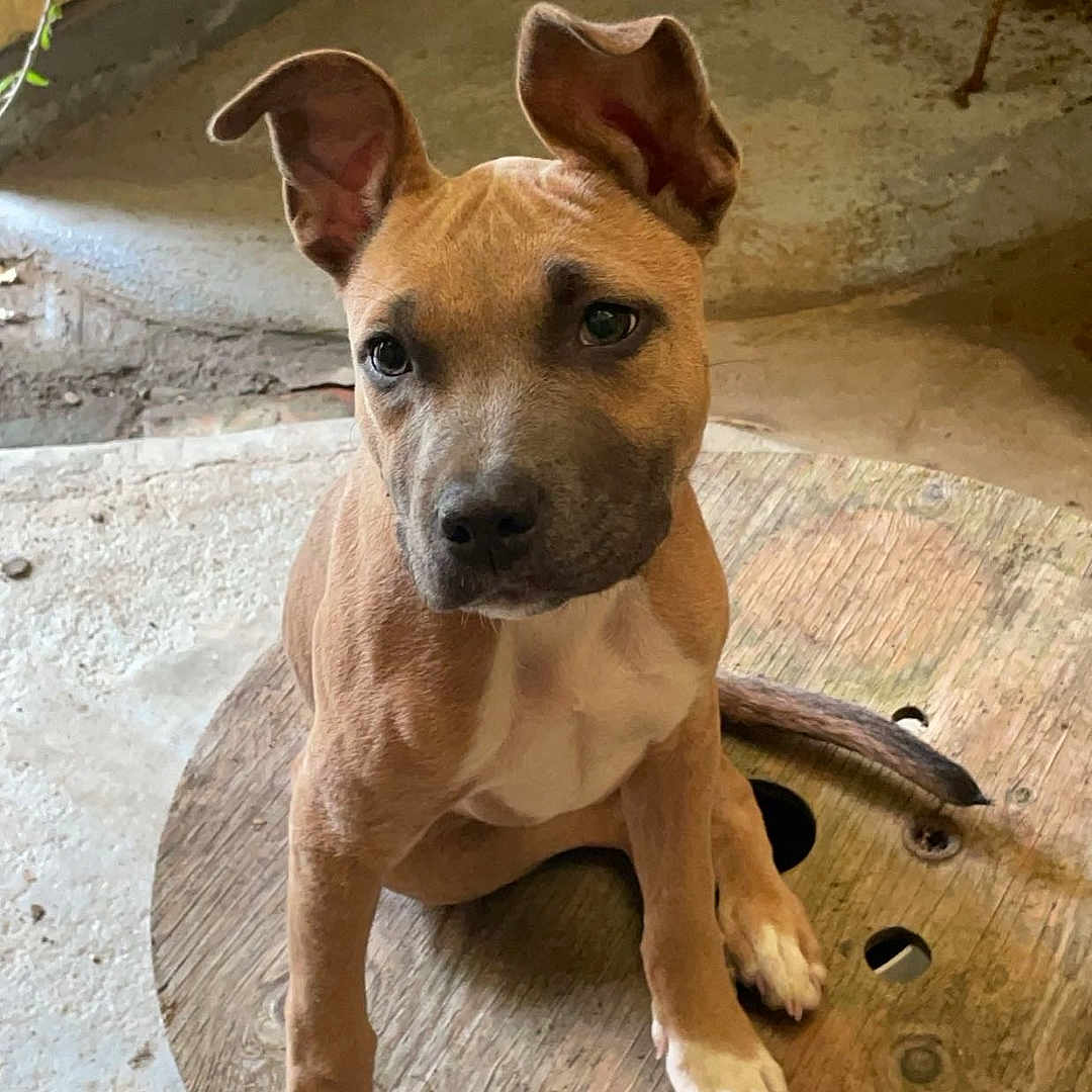 Vaiana participe au concours pour gagner de l'argent avec cette photo : animal, boxer, bulldog, canine, dog, furniture, hardwood, hound, indoors, interiordesign, pet, pitbull, plywood, puppy, slate, snout, stainedwood, table, tabletop, wood