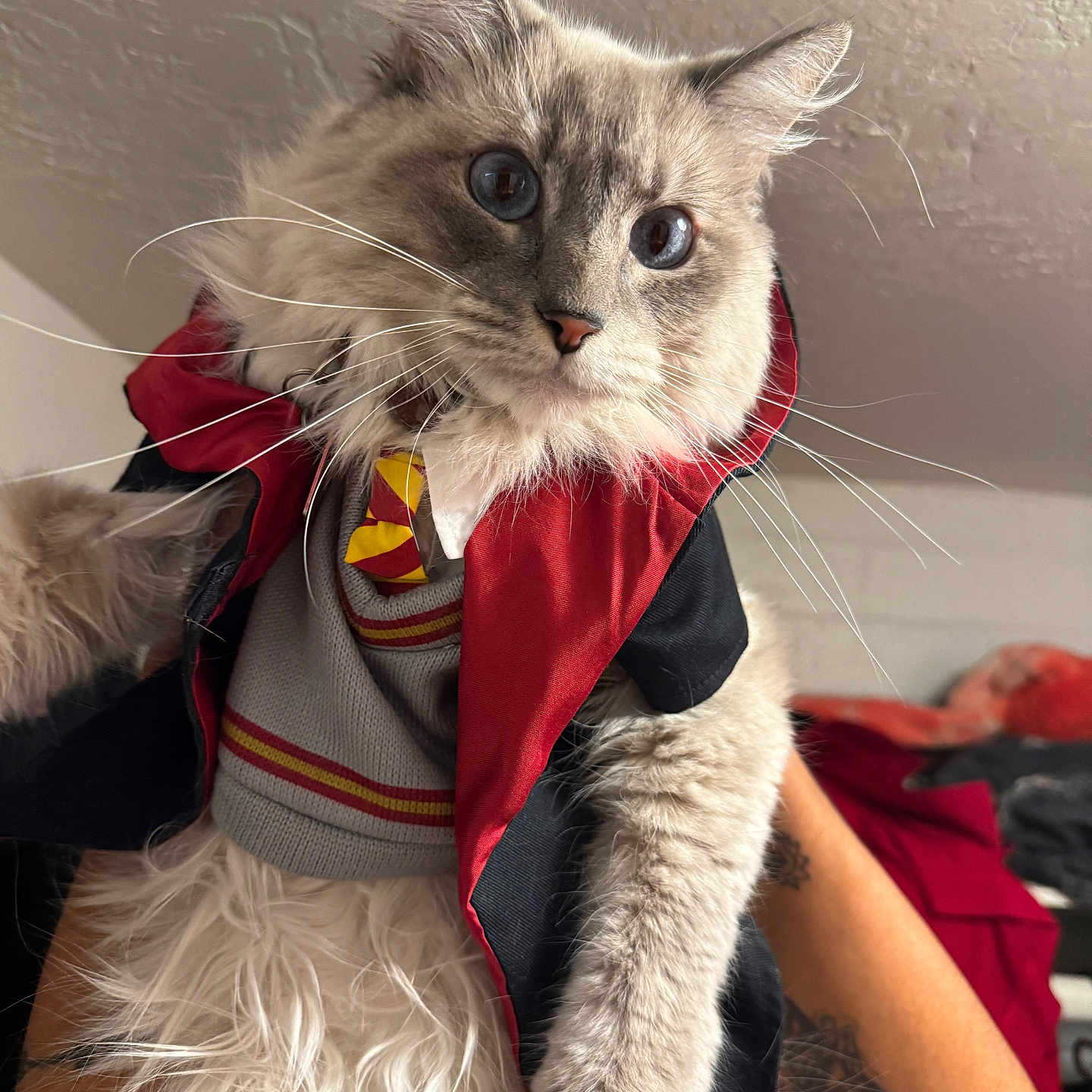 Smokey is registered to the contest to win money with this photo: abyssinian, accessories, adult, animal, canine, cat, clothing, dog, formalwear, hoodie, kitten, knitwear, male, man, manx, person, pet, siamese, strap, sweater