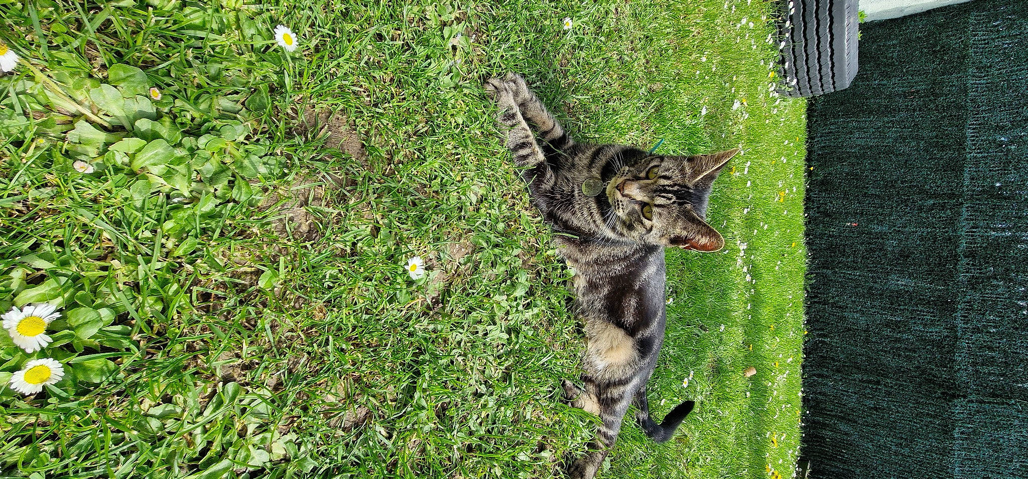 Oscar participe au concours pour gagner de l'argent avec cette photo : carnivore, cat, dog_breed, domestic_short_haired_cat, felidae, fur, grass, grassland, groundcover, lawn, plant, small_to_medium_sized_cats, tail, terrestrial_animal, whiskers, wolf