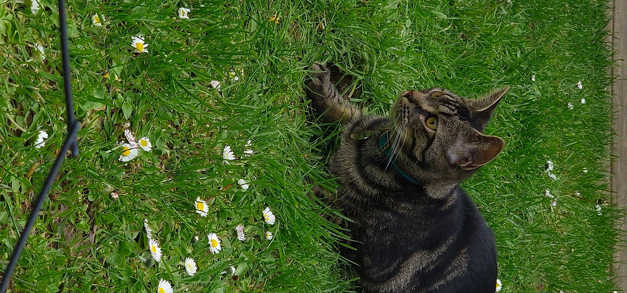 Oscar a rejoint le concours — aidez-le/la à gagner de superbes lots ! carnivore, felidae, flower, garden, grass, grassland, groundcover, horn, lawn_ornament, petal, plant, sculpture, snout, sporting_group, tail, terrestrial_animal, terrestrial_plant, whiskers, wildlife, working_animal