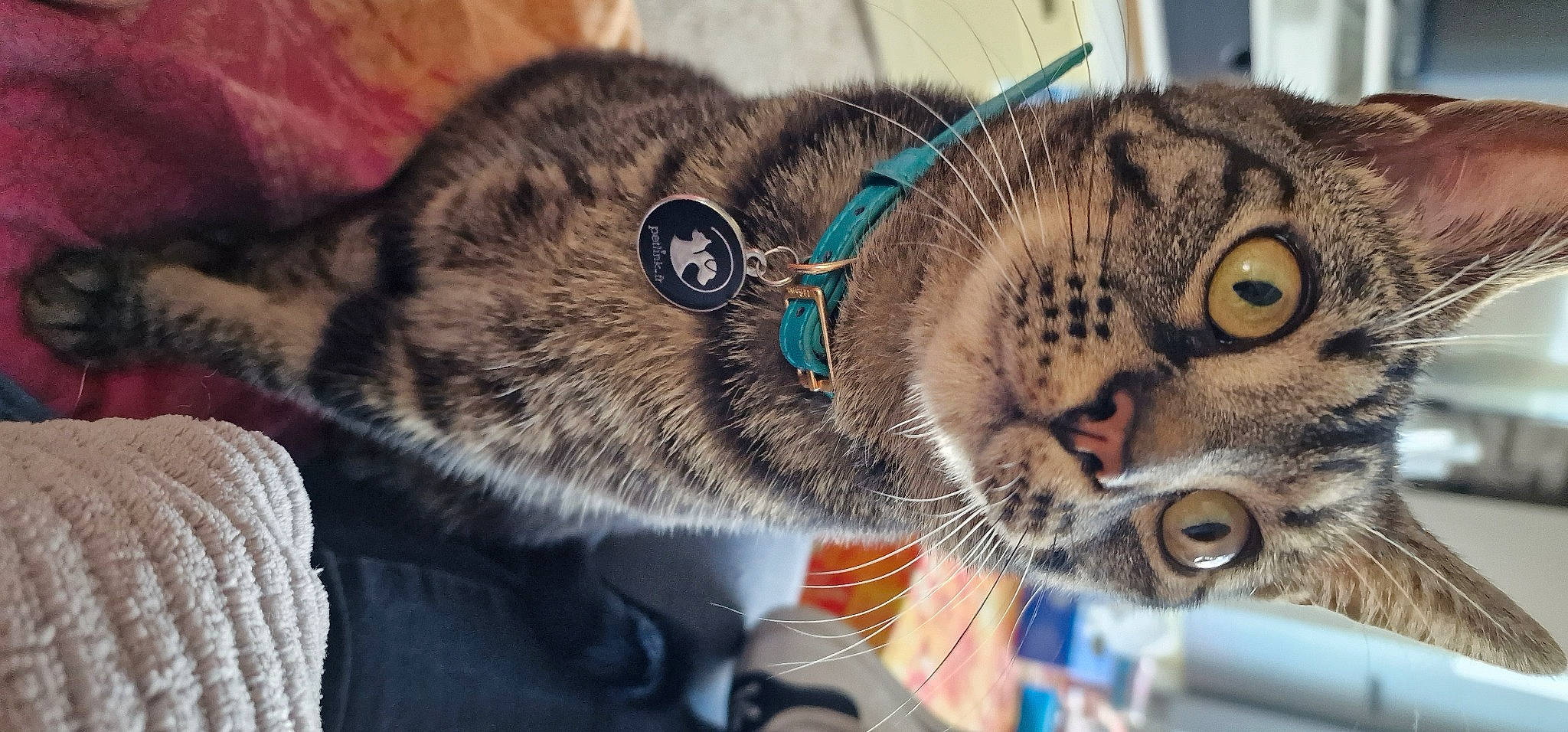 Oscar a rejoint le concours — aidez-le/la à gagner de superbes lots ! big_cats, carnivore, cat, claw, close_up, comfort, domestic_short_haired_cat, ear, felidae, fur, grass, paw, sleep, small_to_medium_sized_cats, snout, terrestrial_animal, tree, whiskers, wildlife