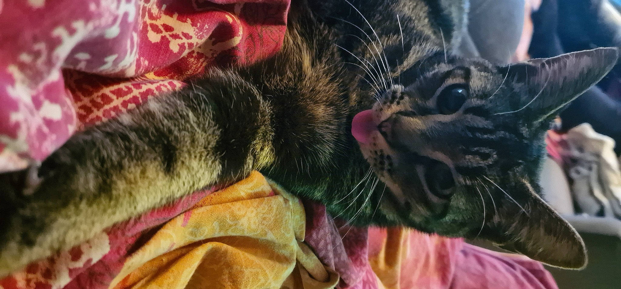 Oscar participe au concours pour gagner de l'argent avec cette photo : carnivore, cat, claw, close_up, comfort, domestic_short_haired_cat, ear, felidae, fur, grass, linens, magenta, paw, sky, small_to_medium_sized_cats, snapshot, snout, textile, tree, whiskers