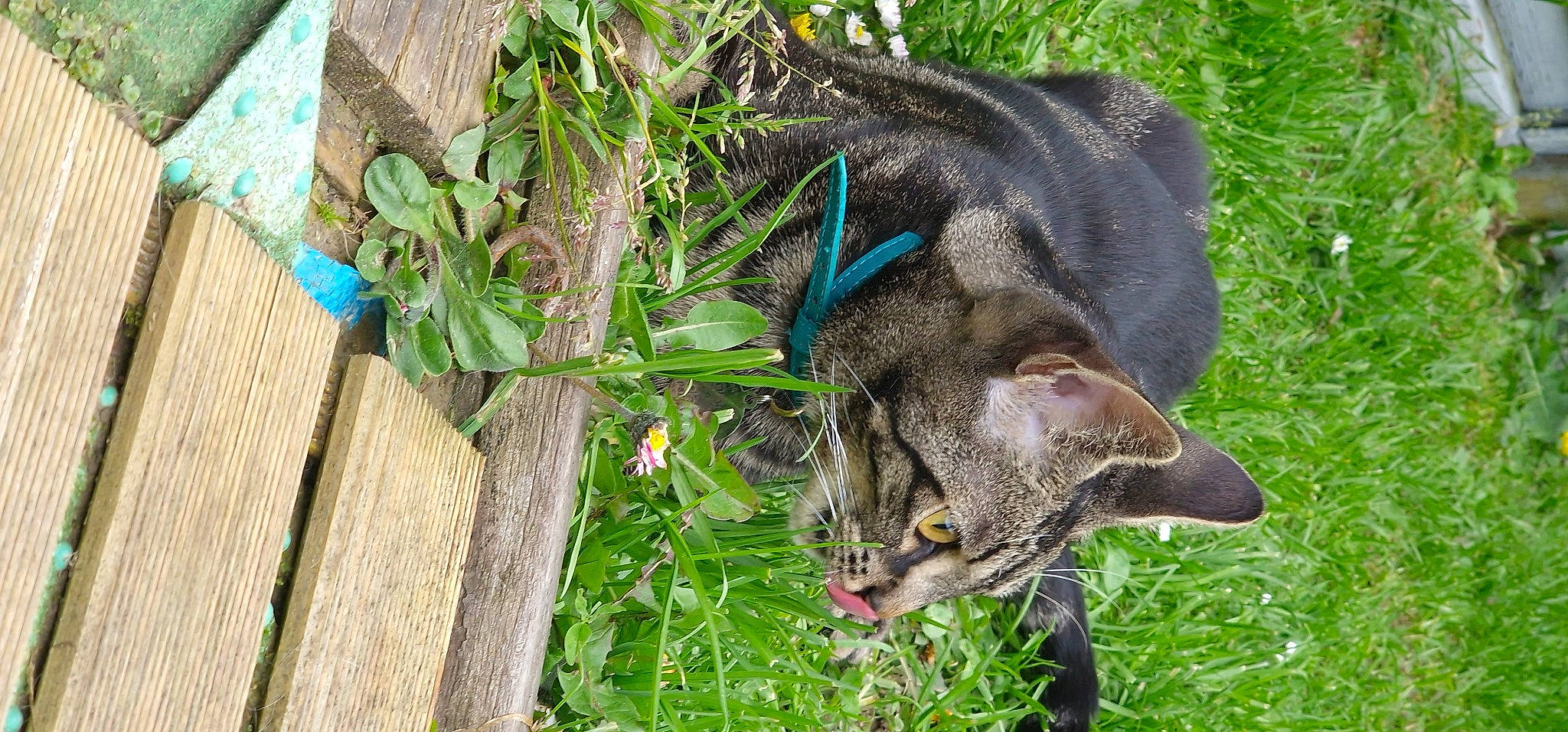 Oscar participe au concours pour gagner de l'argent avec cette photo : botany, carnivore, cat, domestic_short_haired_cat, fang, felidae, fur, grass, groundcover, herb, plant, small_to_medium_sized_cats, snout, sporting_group, tail, terrestrial_animal, terrestrial_plant, whiskers, wildlife, wood