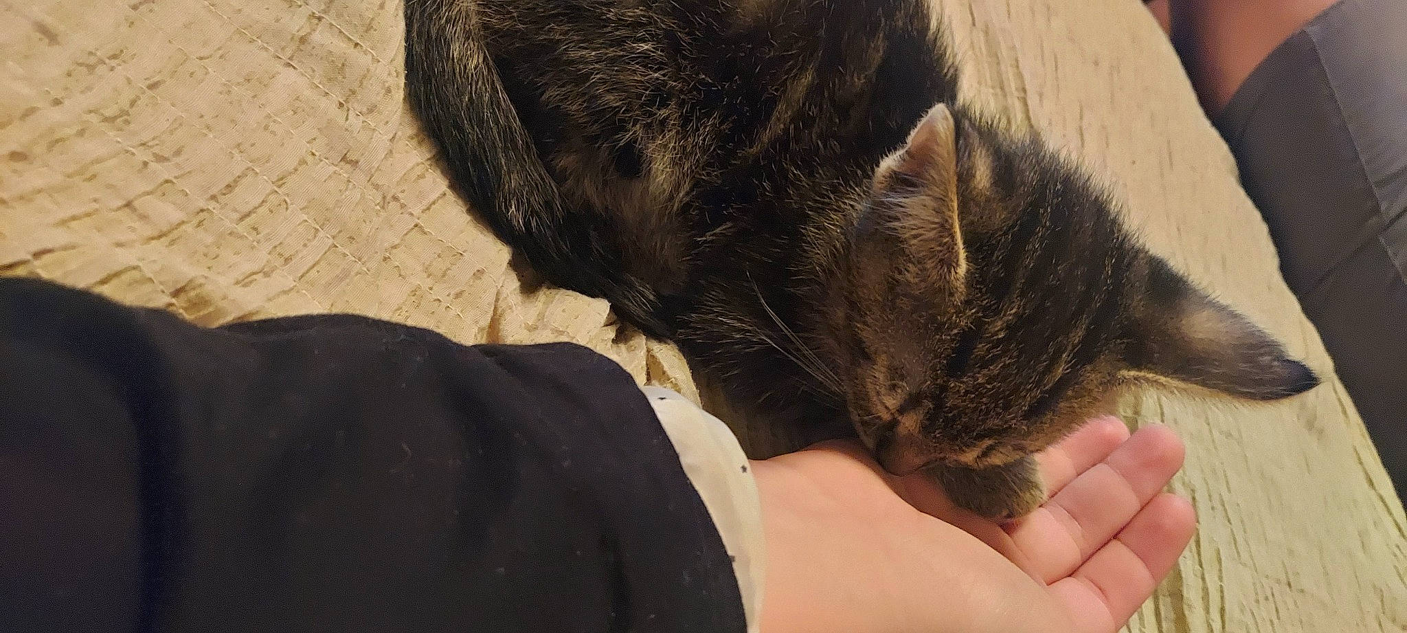 Raven participe au concours pour gagner de l'argent avec cette photo : black_cat, black_hair, carnivore, cat, claw, domestic_short_haired_cat, ear, european_shorthair, felidae, fur, hair, long_hair, nap, neck, skin, sleep, small_to_medium_sized_cats, snout, tail, whiskers