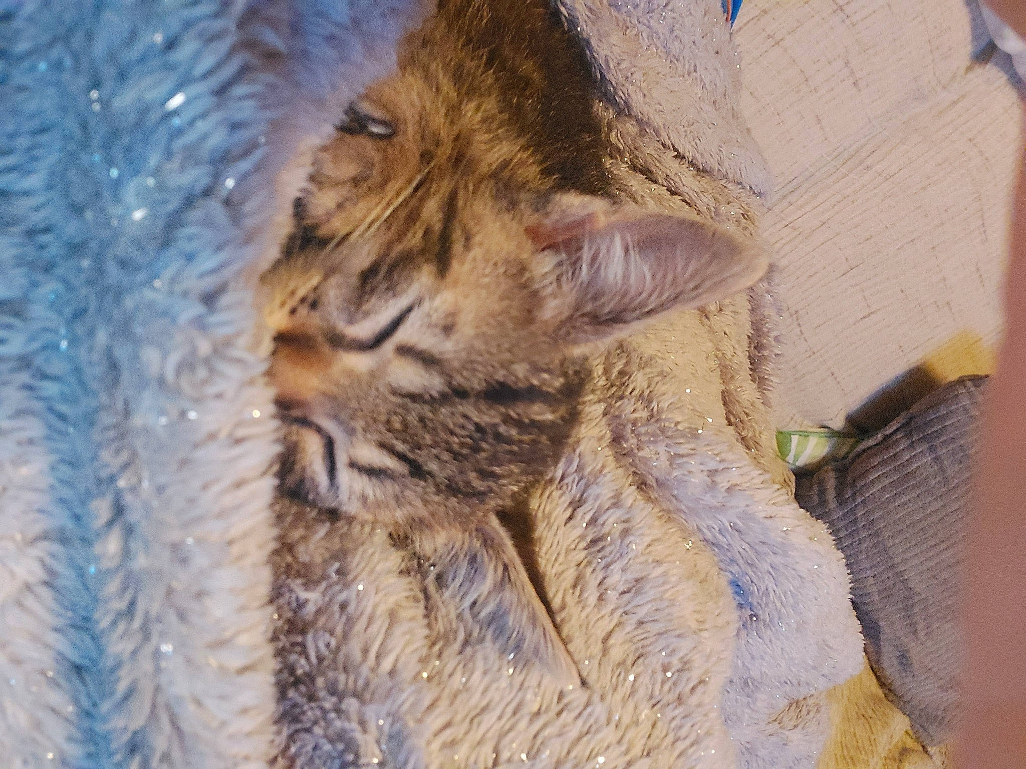 Raven a rejoint le concours — aidez-le/la à gagner de superbes lots ! asian, carnivore, cat, chausie, domestic_short_haired_cat, dragon_li, european_shorthair, fawn, felidae, fur, german_rex, kitten, pixie_bob, small_to_medium_sized_cats, snout, tabby_cat, whiskers, wild_cat