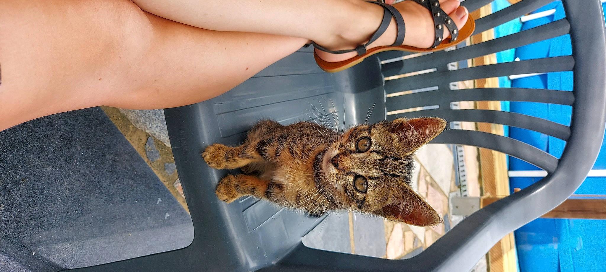 Raven a rejoint le concours — aidez-le/la à gagner de superbes lots ! asian, bengal, california_spangled, carnivore, cat, claw, domestic_short_haired_cat, dragon_li, european_shorthair, felidae, kitten, leg, mammal, pixie_bob, savannah, small_to_medium_sized_cats, tabby_cat, toyger, whiskers, wild_cat