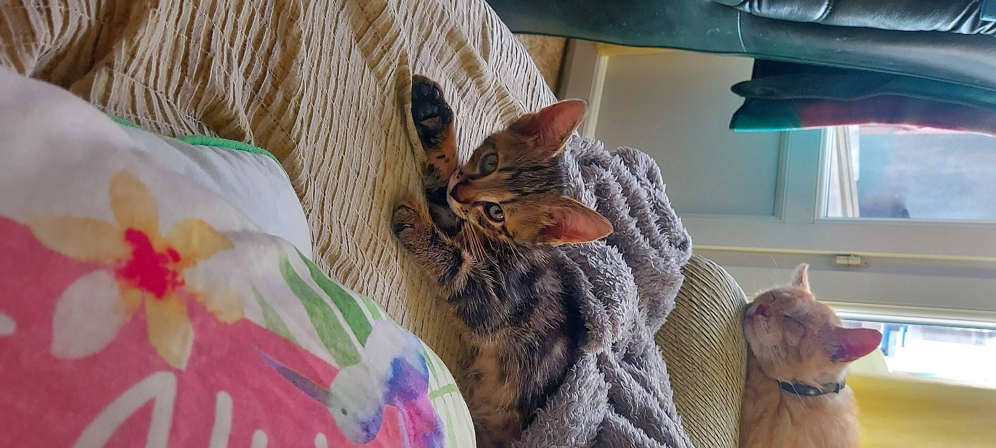 Raven participe au concours pour gagner de l'argent avec cette photo : bengal, carnivore, cat, ear, european_shorthair, fawn, felidae, kitten, mammal, ocicat, oriental_longhair, oriental_shorthair, small_to_medium_sized_cats, tabby_cat, whiskers