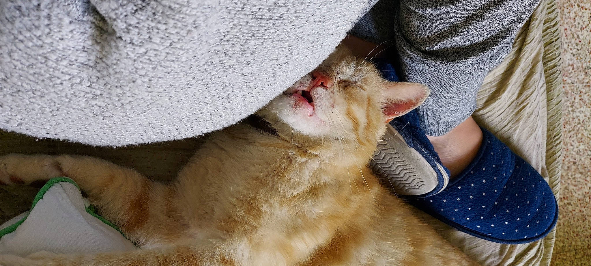 Flash a rejoint le concours — aidez-le/la à gagner de superbes lots ! asian, balinese, carnivore, cat, claw, domestic_short_haired_cat, ear, european_shorthair, fawn, felidae, fur, german_rex, kitten, nose, ojos_azules, paw, singapura, small_to_medium_sized_cats, snout, whiskers