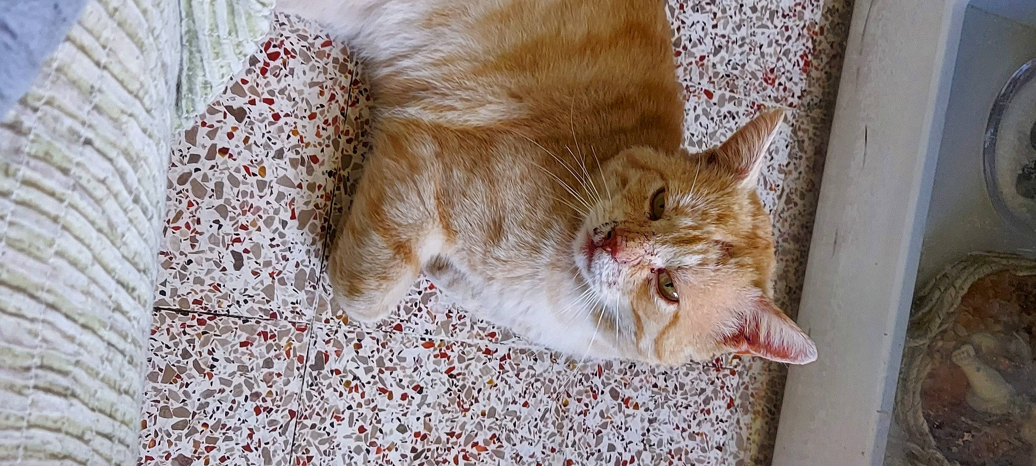 Flash a rejoint le concours — aidez-le/la à gagner de superbes lots ! aegean_cat, asian, carnivore, cat, claw, domestic_short_haired_cat, european_shorthair, facial_expression, fawn, felidae, fur, kitten, nap, polydactyl_cat, singapura, small_to_medium_sized_cats, snout, tabby_cat, whiskers