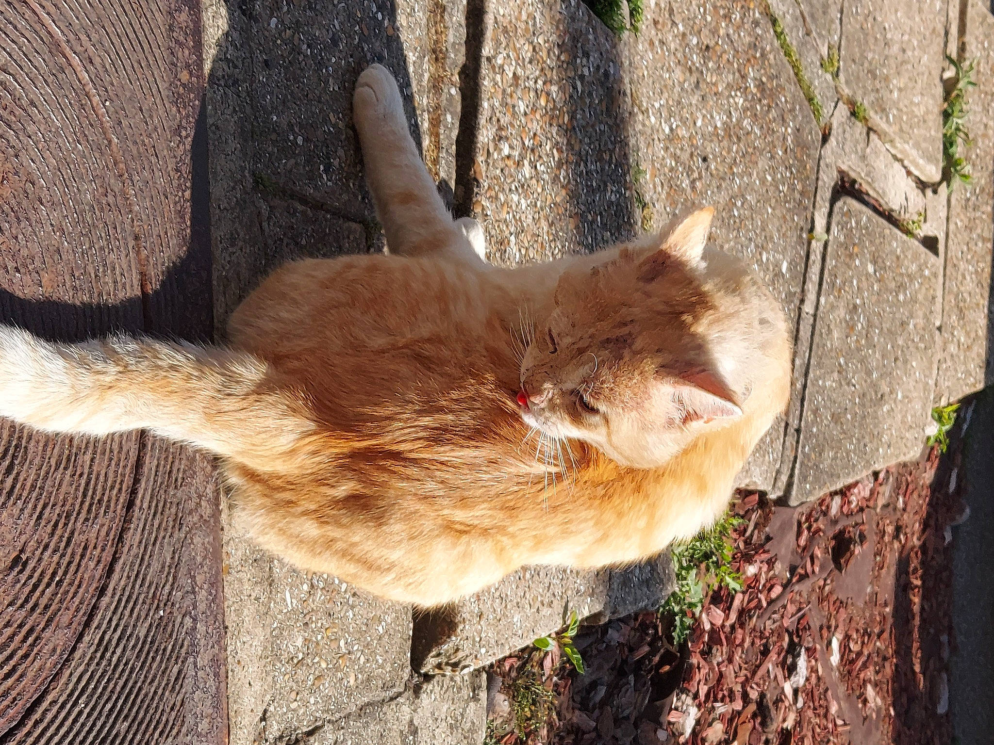 Flash participe au concours pour gagner de l'argent avec cette photo : aegean_cat, carnivore, cat, domestic_short_haired_cat, european_shorthair, fawn, felidae, fur, german_rex, organism, polydactyl_cat, small_to_medium_sized_cats, somali, tabby_cat, tail, whiskers