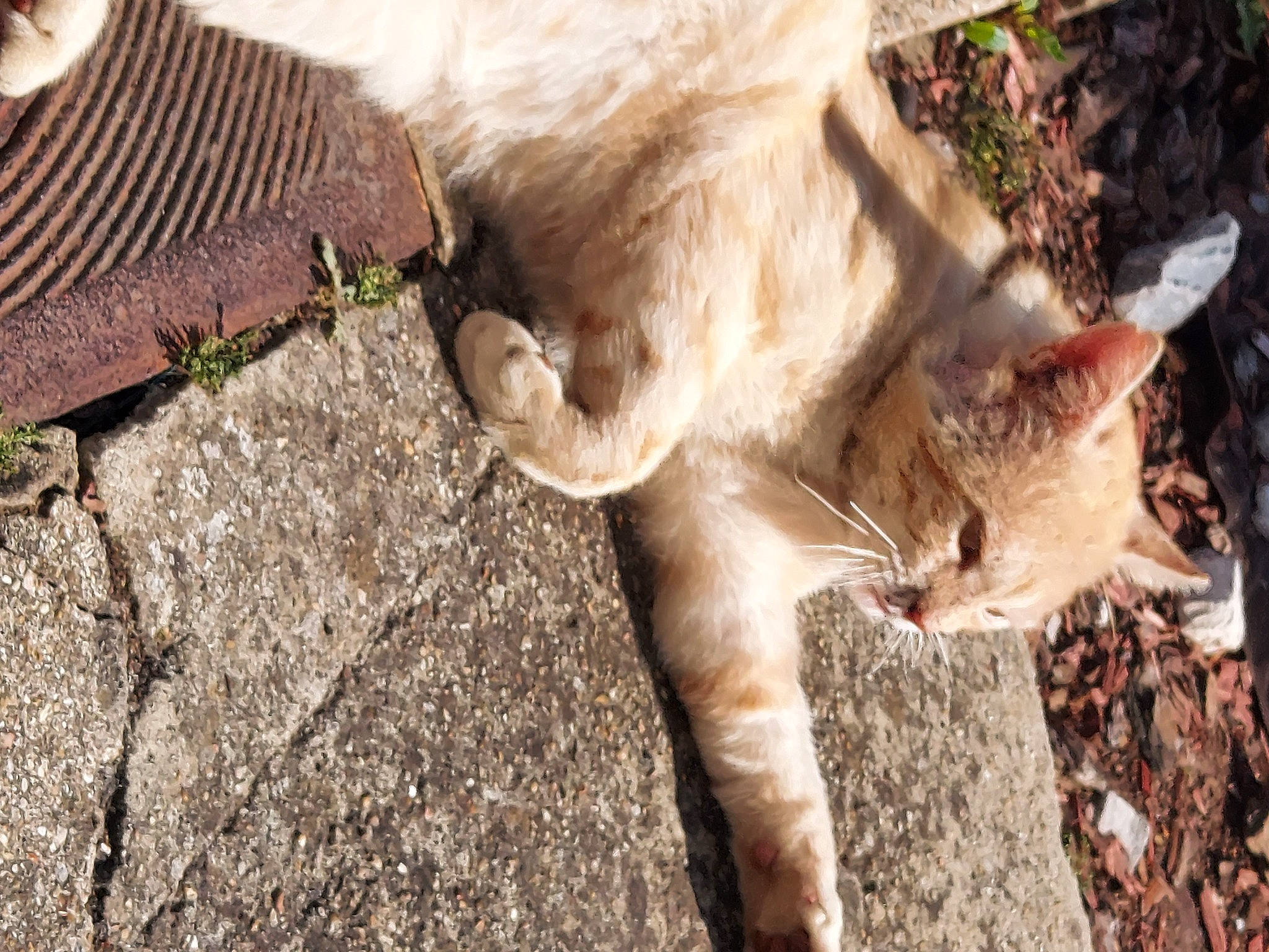 Flash participe au concours pour gagner de l'argent avec cette photo : aegean_cat, asian, carnivore, cat, domestic_short_haired_cat, european_shorthair, fawn, felidae, fur, german_rex, kitten, organism, plant, polydactyl_cat, singapura, small_to_medium_sized_cats, snout, tail, tree, whiskers