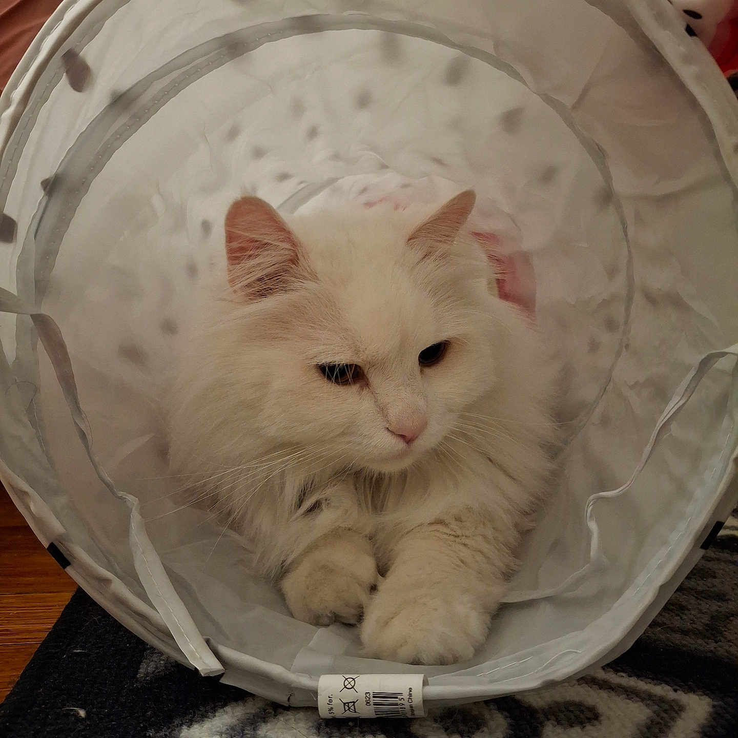 Paris a rejoint le concours — aidez-le/la à gagner de superbes lots ! abyssinian, adult, angora, animal, basket, bed, cat, cradle, crib, furniture, hardwood, infantbed, kitten, male, man, person, pet, siamese, wood