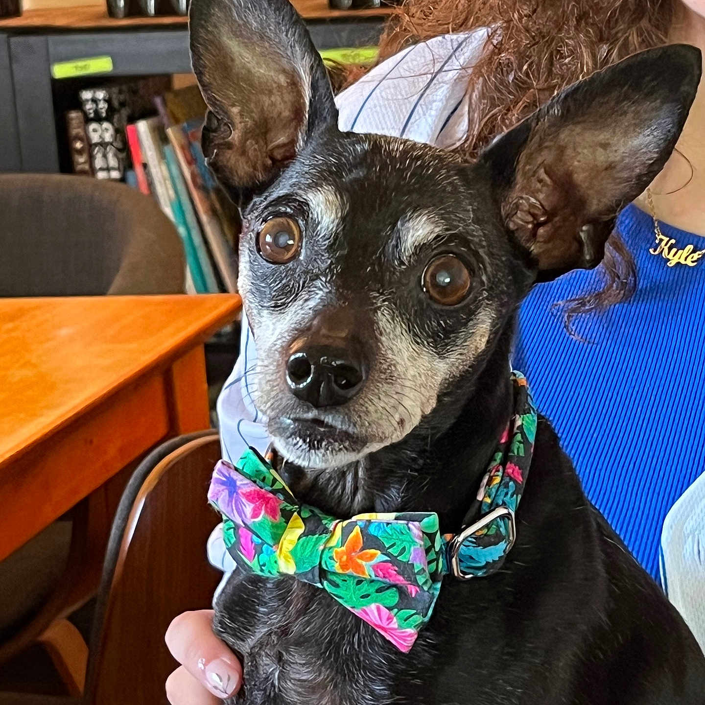 Jessie joined the competition — help win amazing prizes! accessories, animal, canine, chihuahua, dog, face, food, formalwear, fruit, furniture, head, jewelry, necklace, person, pet, pineapple, plant, produce, puppy, tie