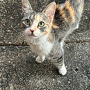 Mila is registered to the contest to win money with this photo: cat, calico, outdoor, curious, animal, pet, fur, whiskers, ears, eyes, concrete, texture, closeup, looking_up, walking, mammal, small_animal, domestic_cat, tabby, wildlife