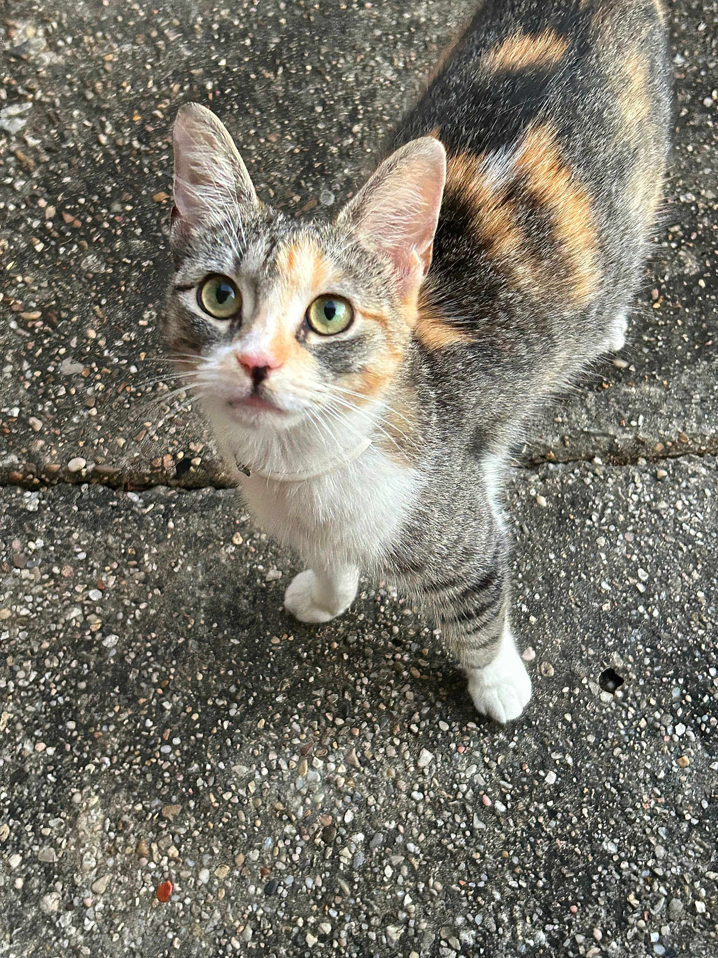 Mila is registered to the contest to win money with this photo: cat, calico, outdoor, curious, animal, pet, fur, whiskers, ears, eyes, concrete, texture, closeup, looking_up, walking, mammal, small_animal, domestic_cat, tabby, wildlife