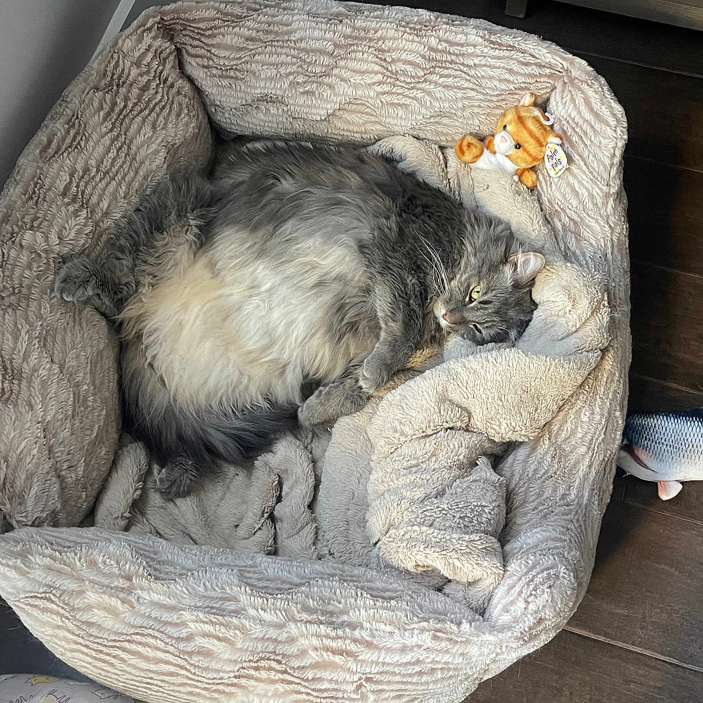 Nemo joined the competition — help win amazing prizes! animal, canine, cat, dog, dogbed, kitten, pet, toy