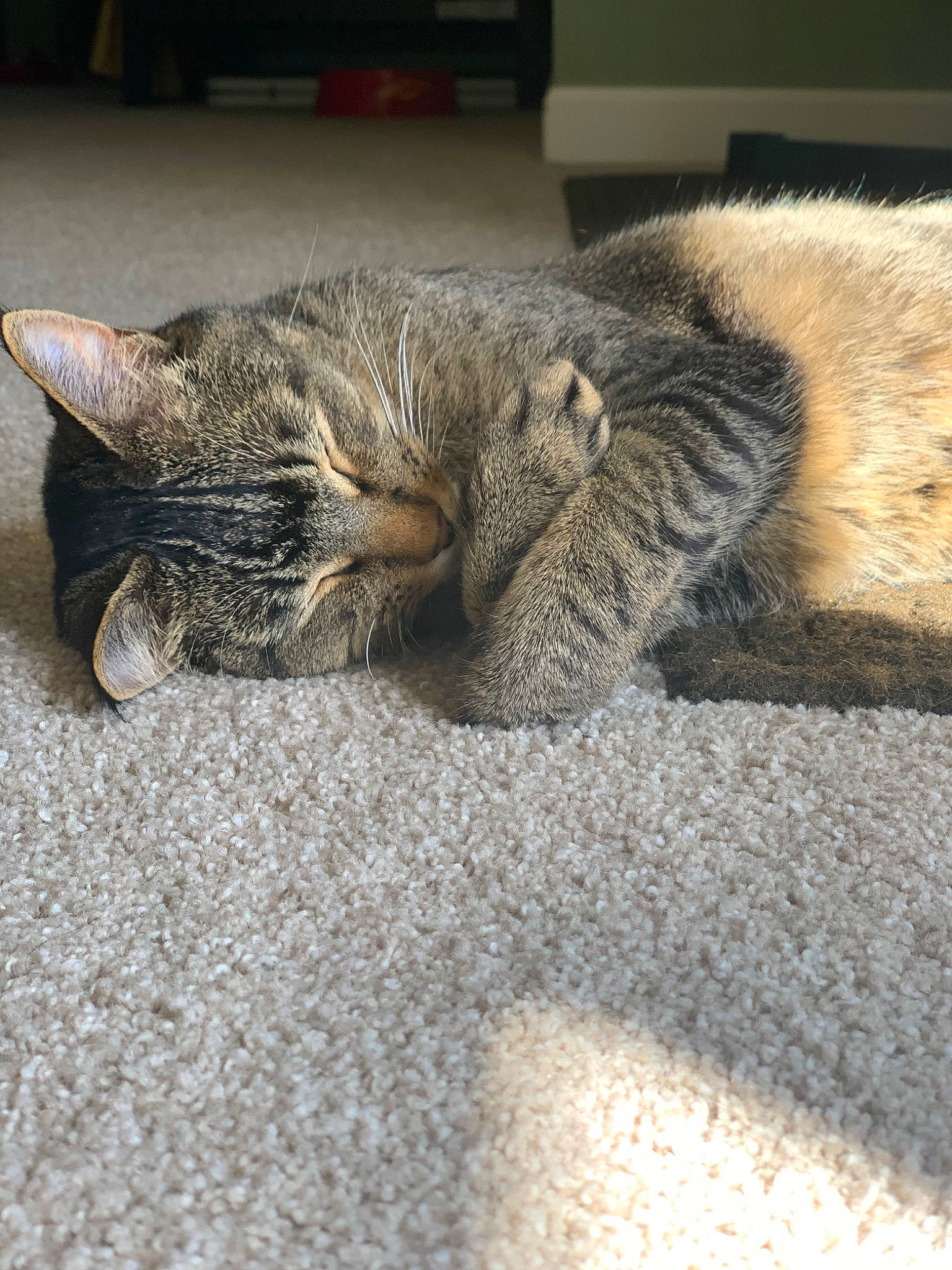 Simba joined the competition — help win amazing prizes! carnivore, cat, claw, comfort, domestic_short_haired_cat, fawn, felidae, flooring, fur, grey, human_leg, nap, paw, sand, small_to_medium_sized_cats, snout, tail, terrestrial_animal, whiskers, wood